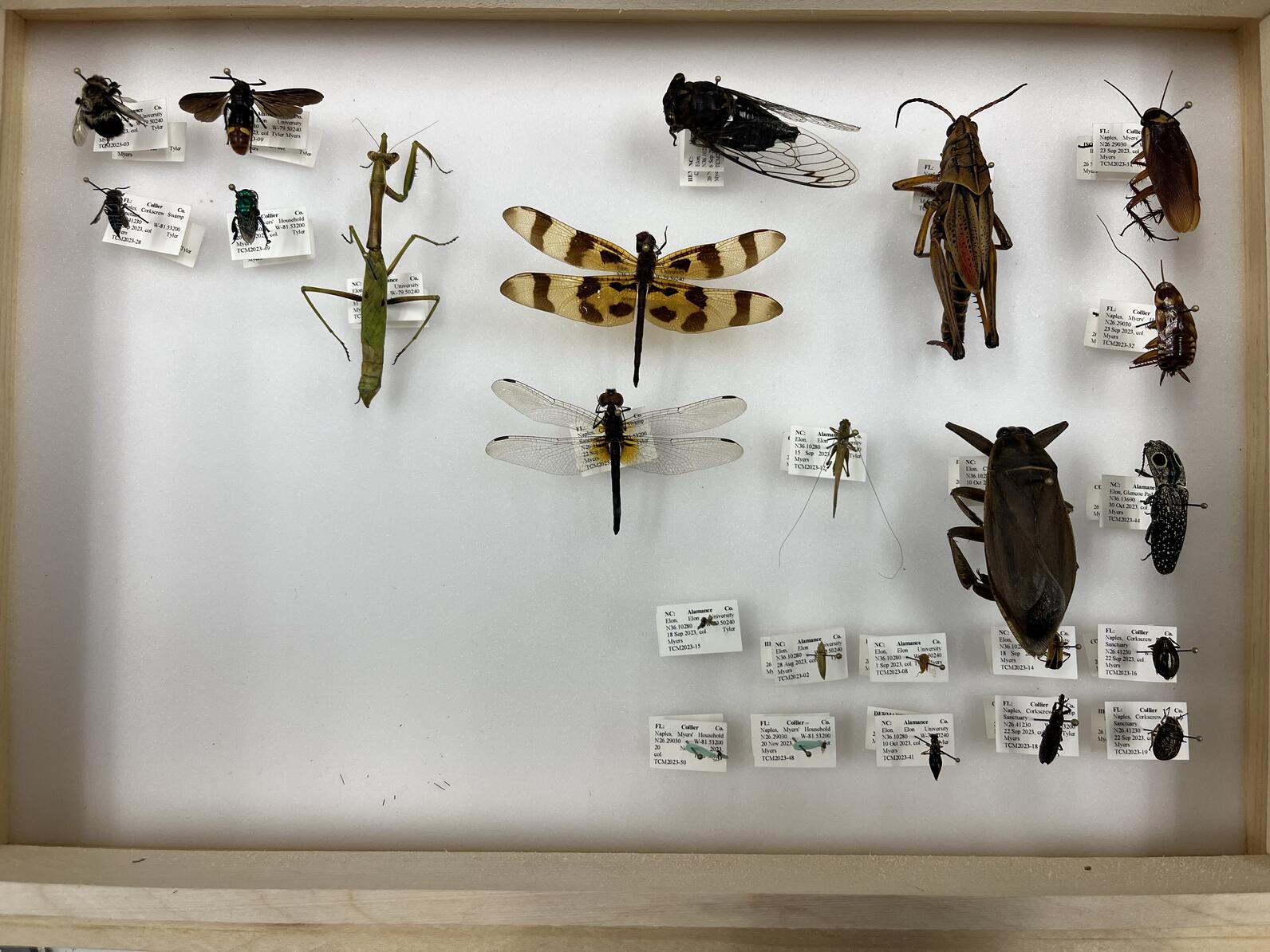 Insects in a collection box.