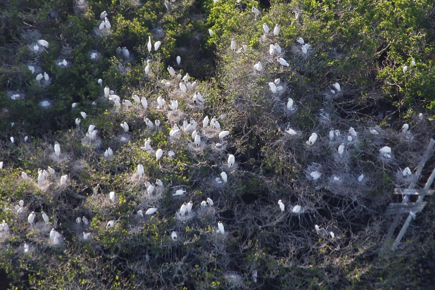 White birds in treetops.