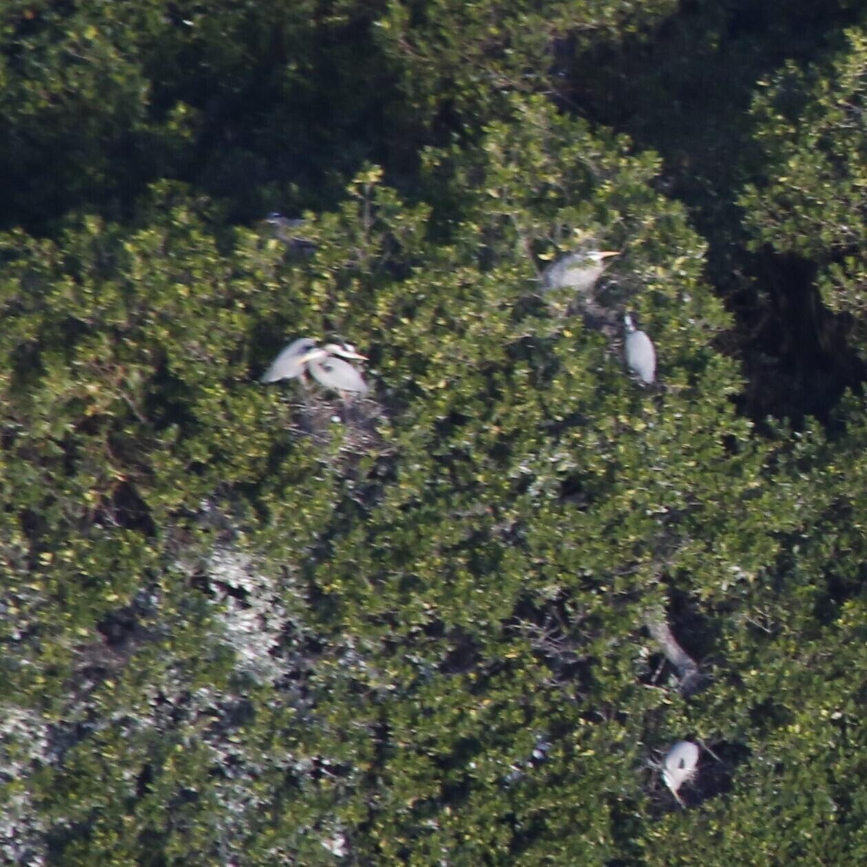 Aerial view of Great Blue Herons nesting