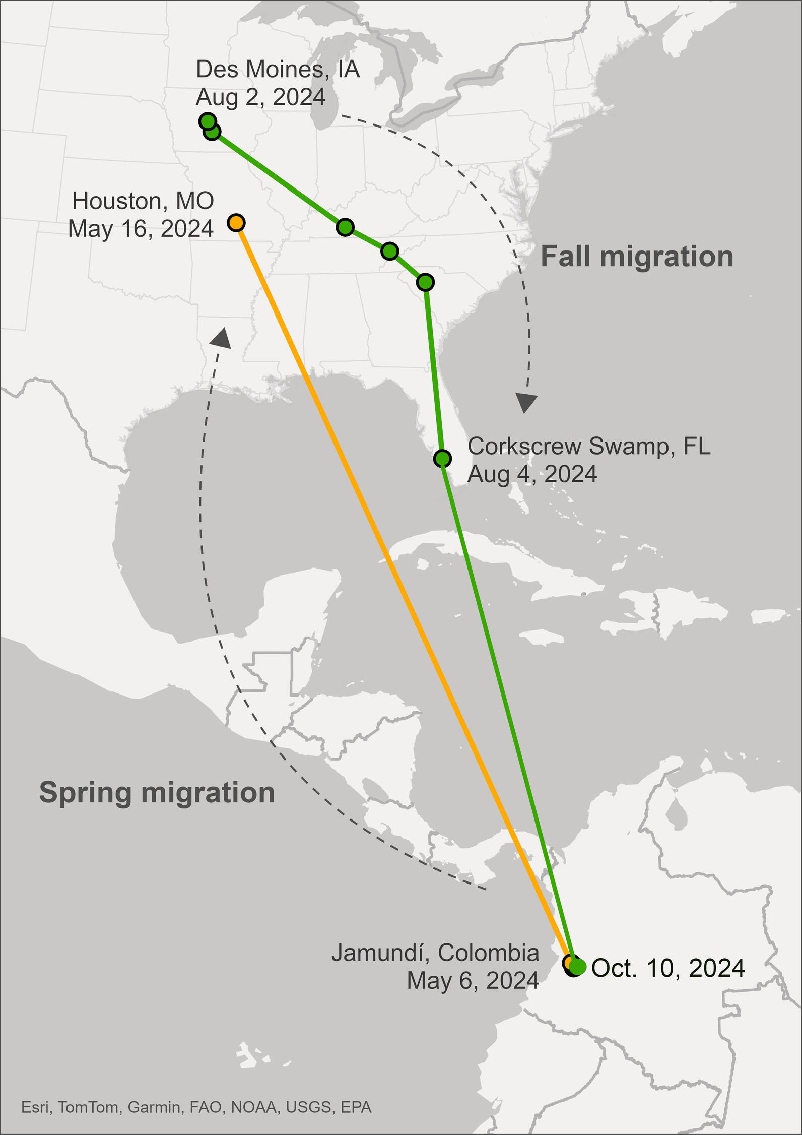 Map showing lines connecting North and South America during migration.