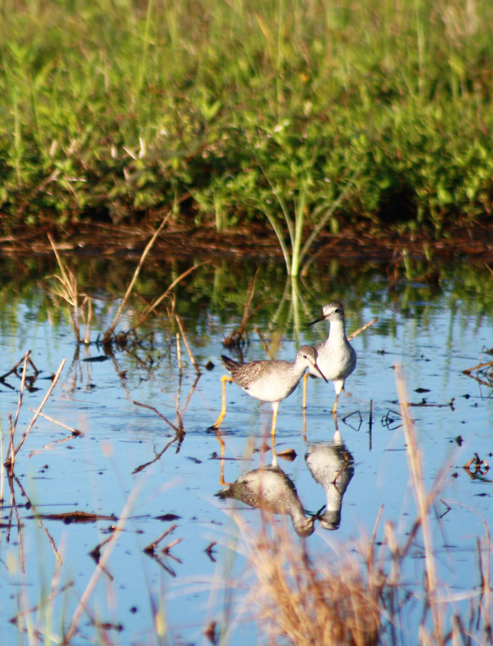 Two birds in a wetland.