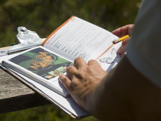 Volunteers check a field guide description of butterflies