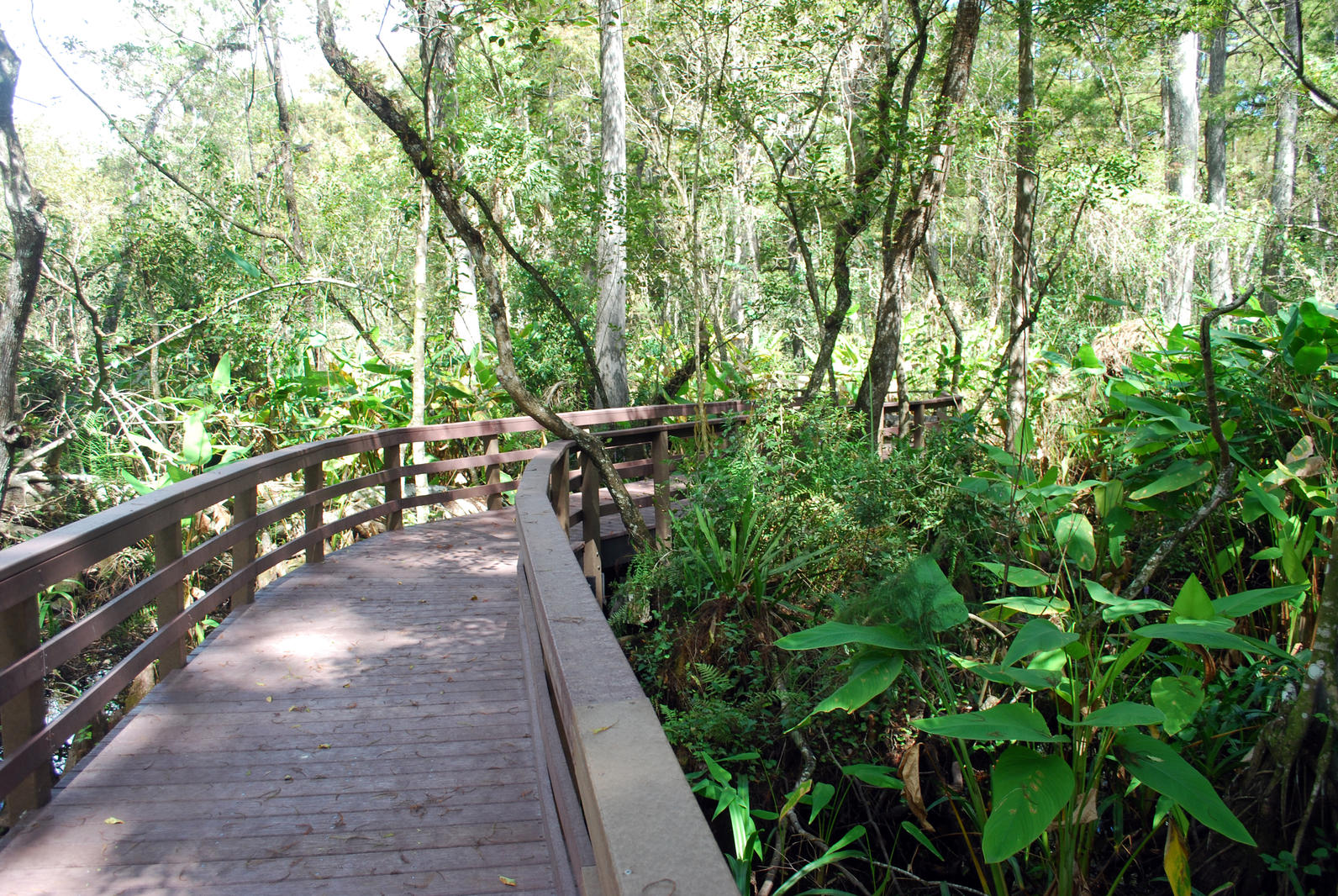 Photo of a boardwalk in the swamp using synthetic material.