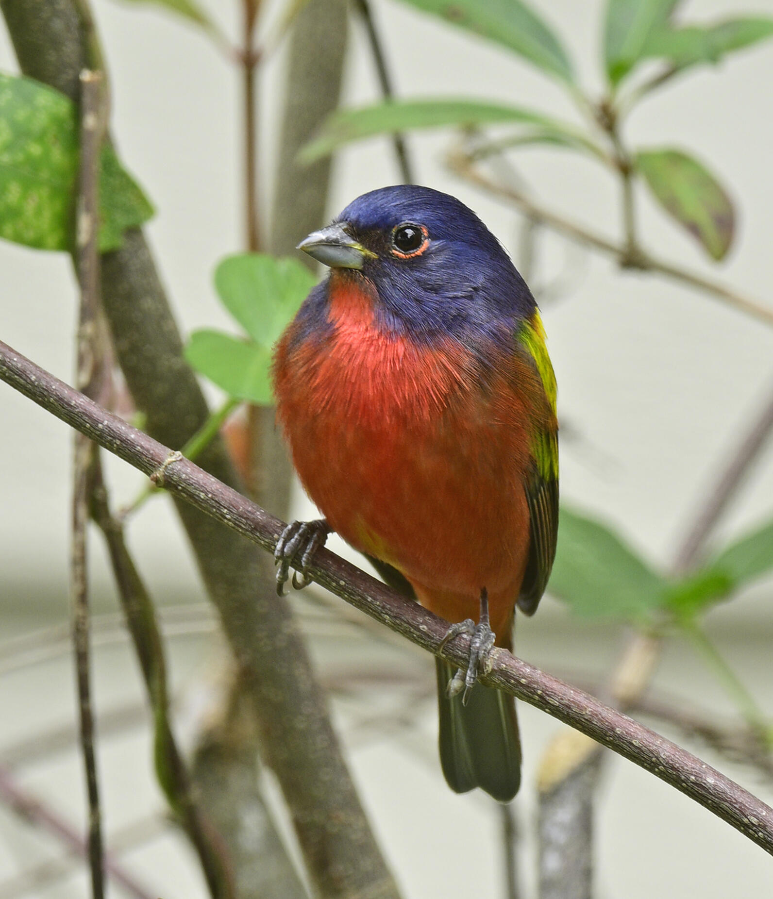 A colorful songbird