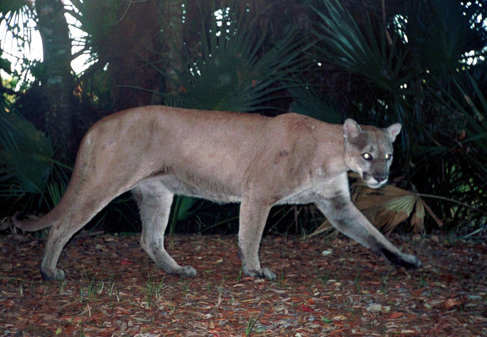 Florida Panther | Audubon Corkscrew Swamp Sanctuary