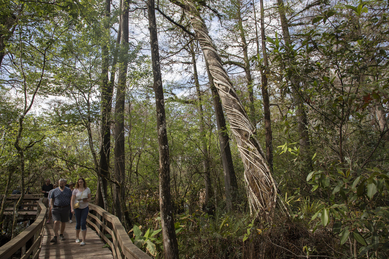 Photo of people walking on the boardwalk next to a giant bald cypress tree.