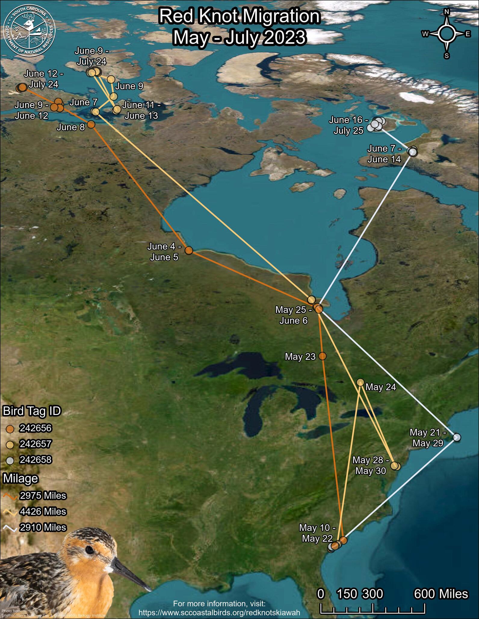 A map showing North America and lines indicating Red Knot migration.