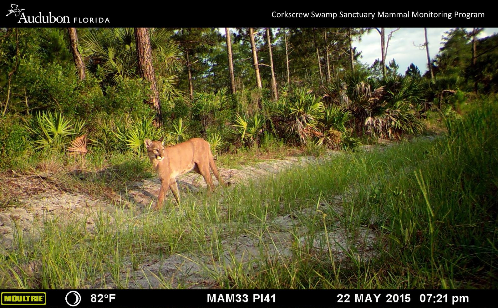 Florida panther at Corkscrew Swamp Sanctuary