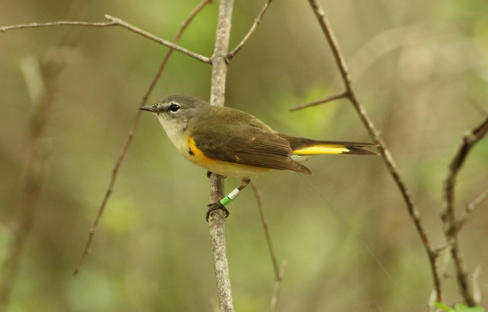 A small bird in a forest with a leg band.