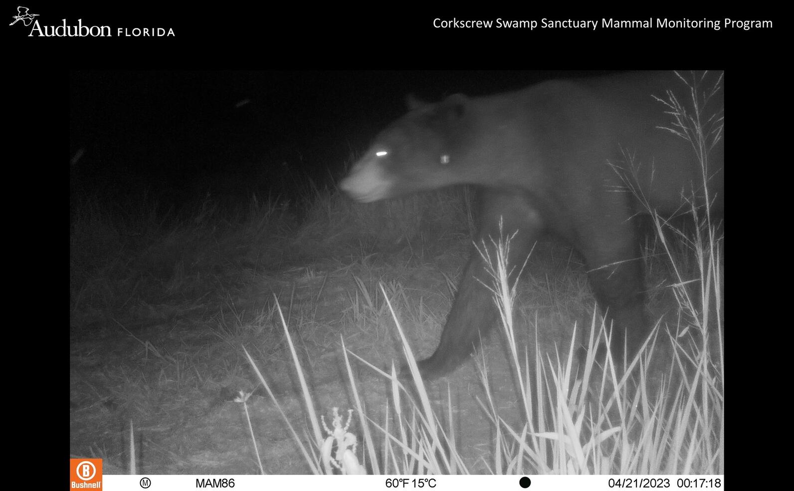 Trail camera photo of a black bear