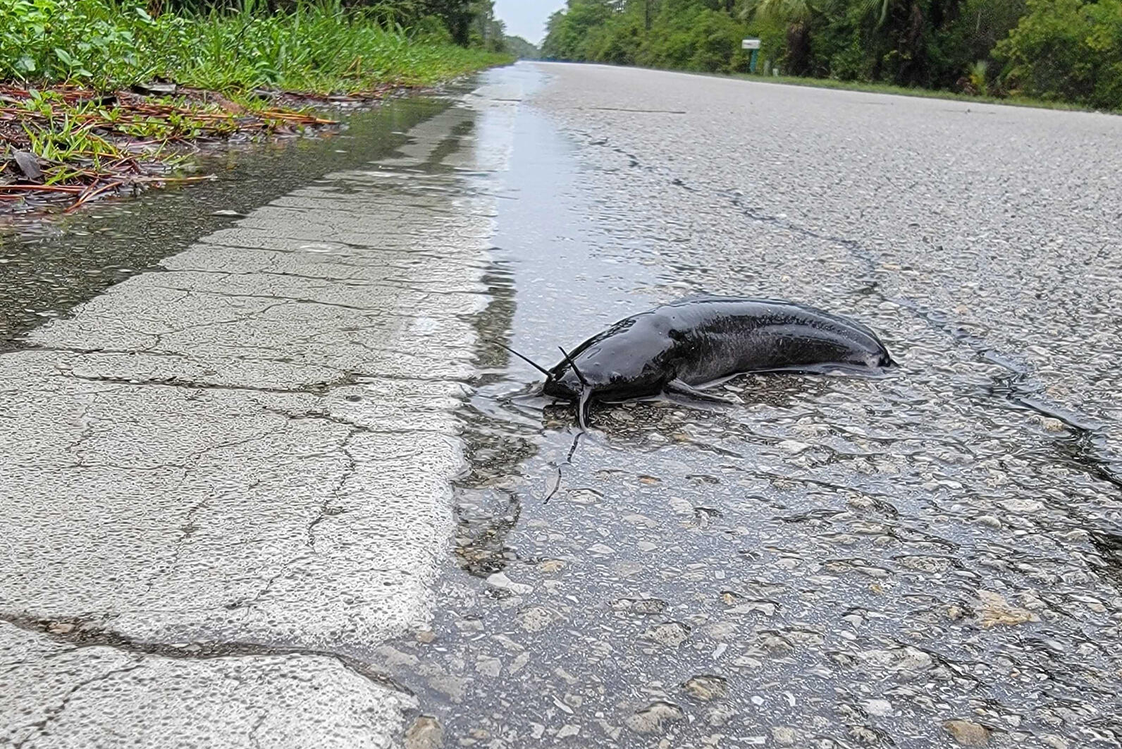 Close-up of a fish on a road