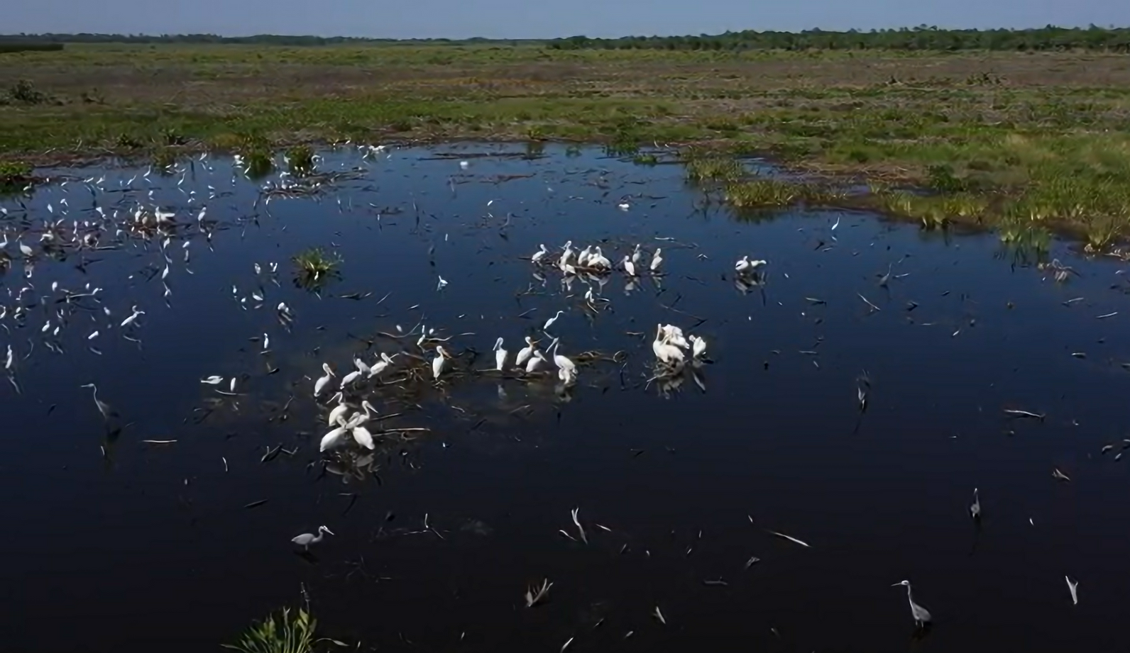 Aerial view of birds in a wetland