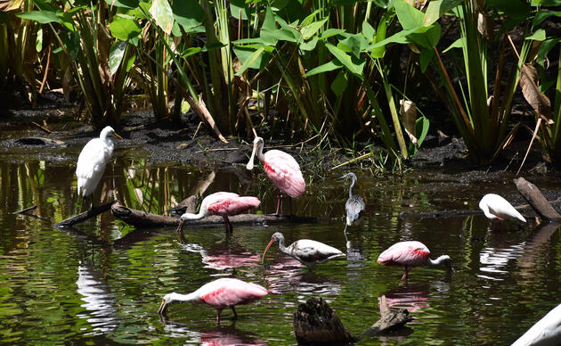 sunset everglades tour