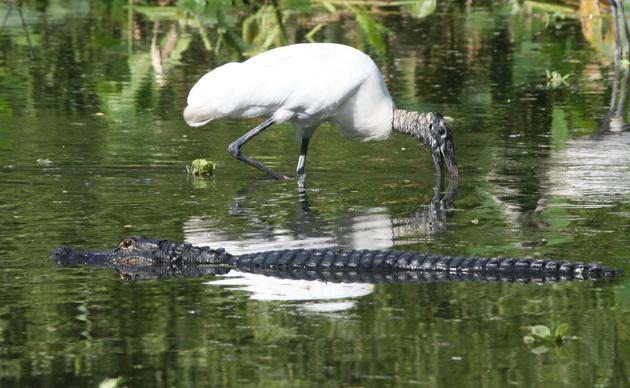 sunset everglades tour