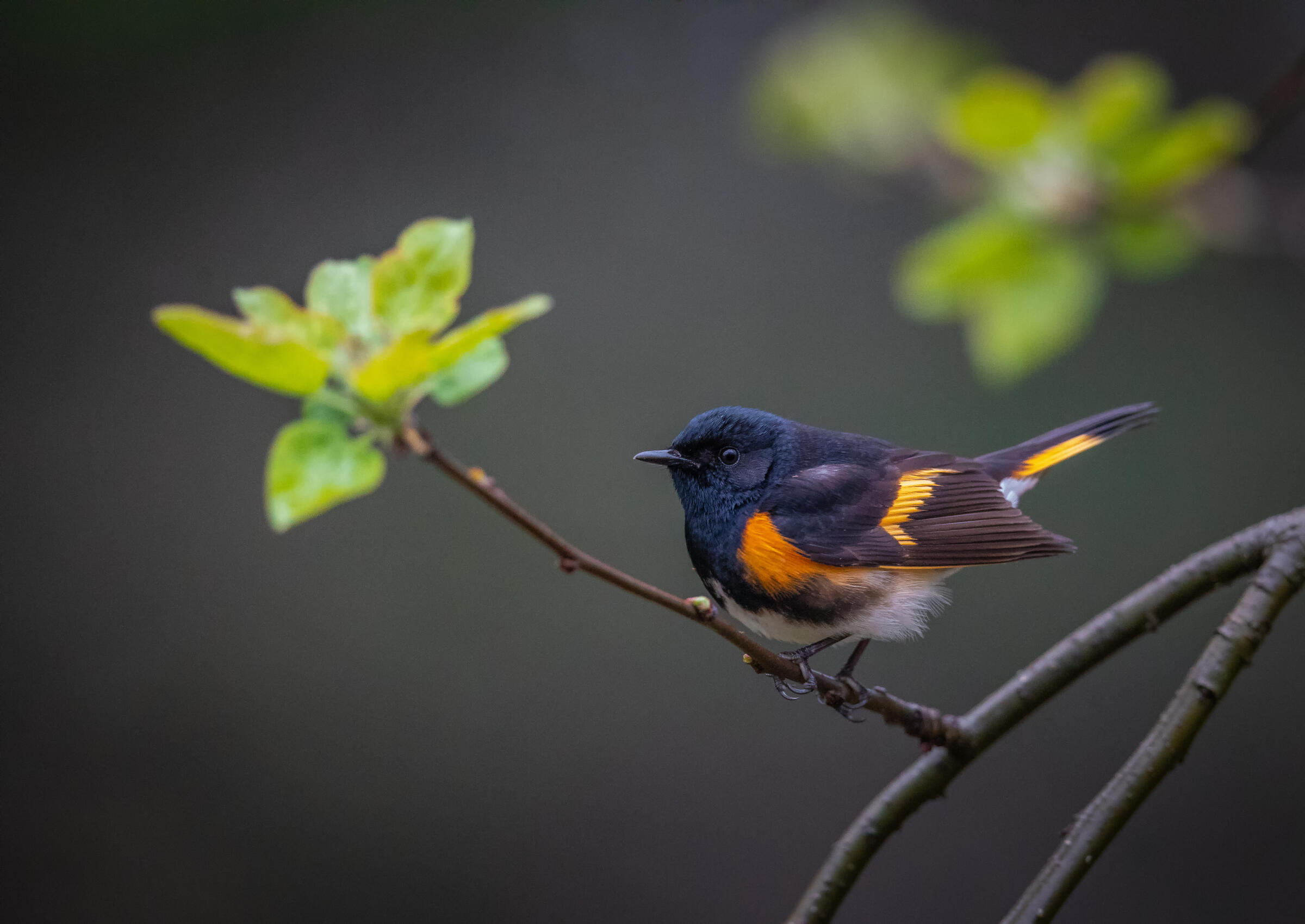 A small songbird in a forest