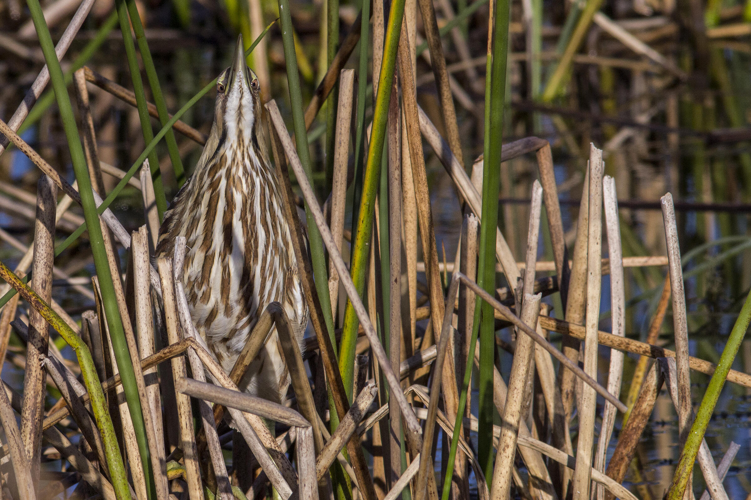 A brown and white wading bird standing in reeds