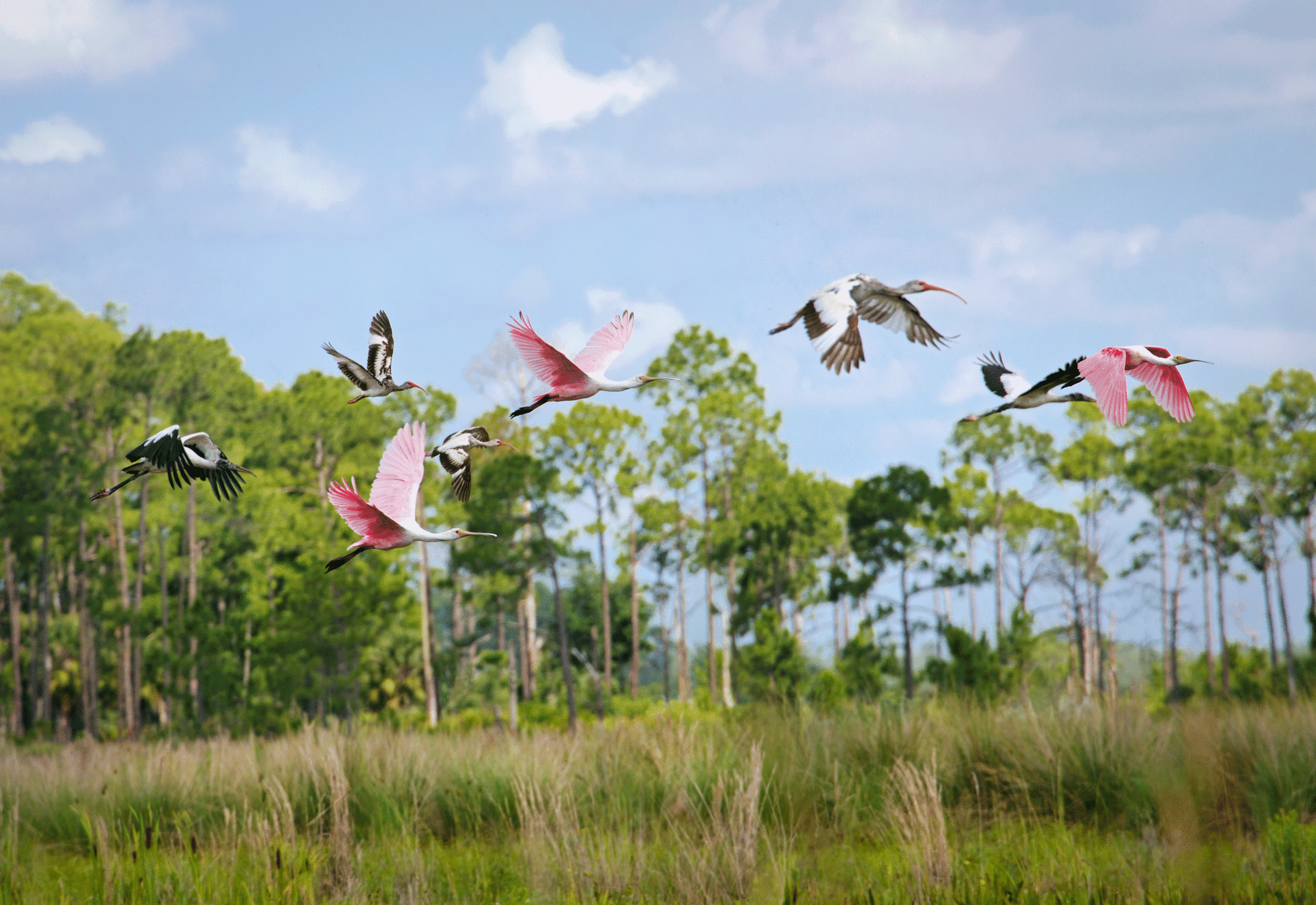 Wading birds in a wetland