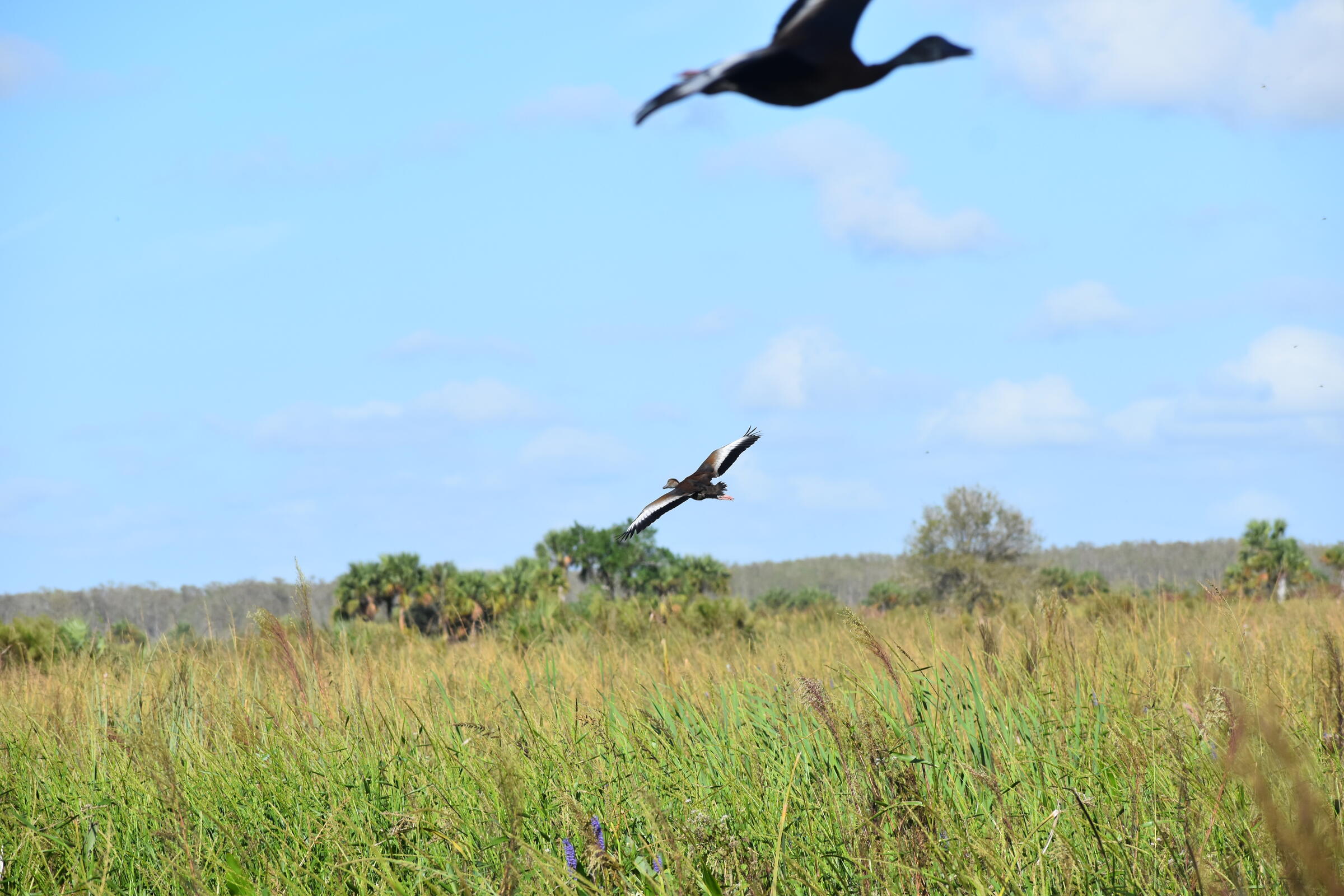 Ducks in flight over a wetland