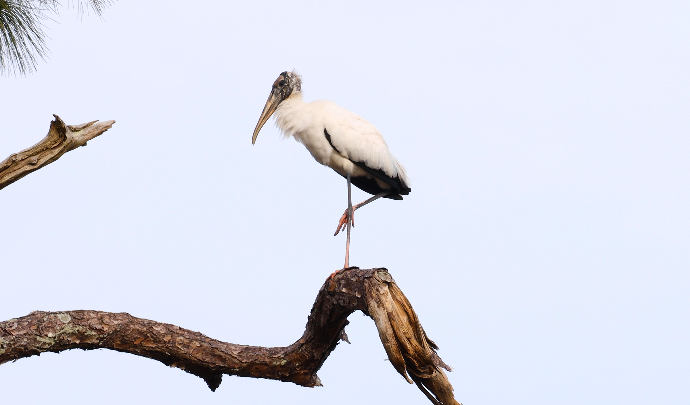 A wading bird in a tree.