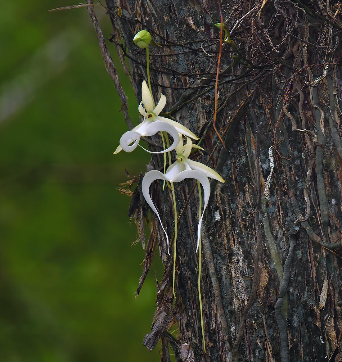 the "super" ghost orchid is blooming! | audubon corkscrew swamp
