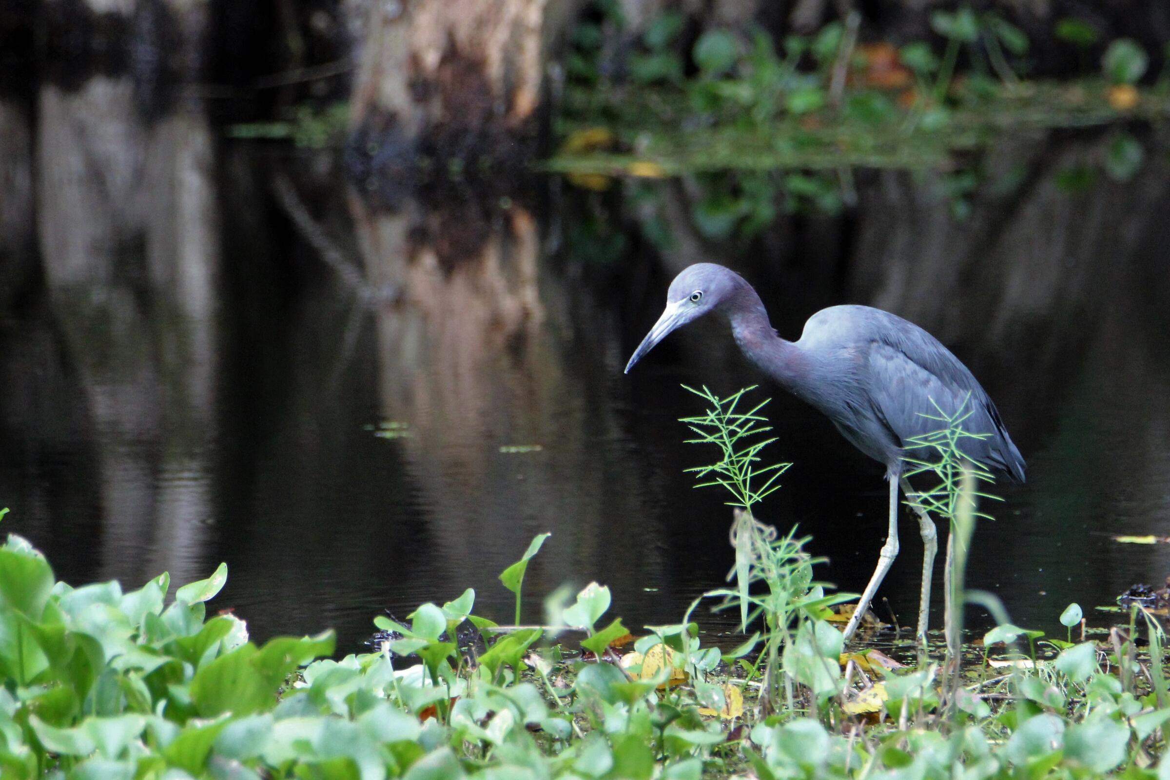 Wading bird in a swamp.