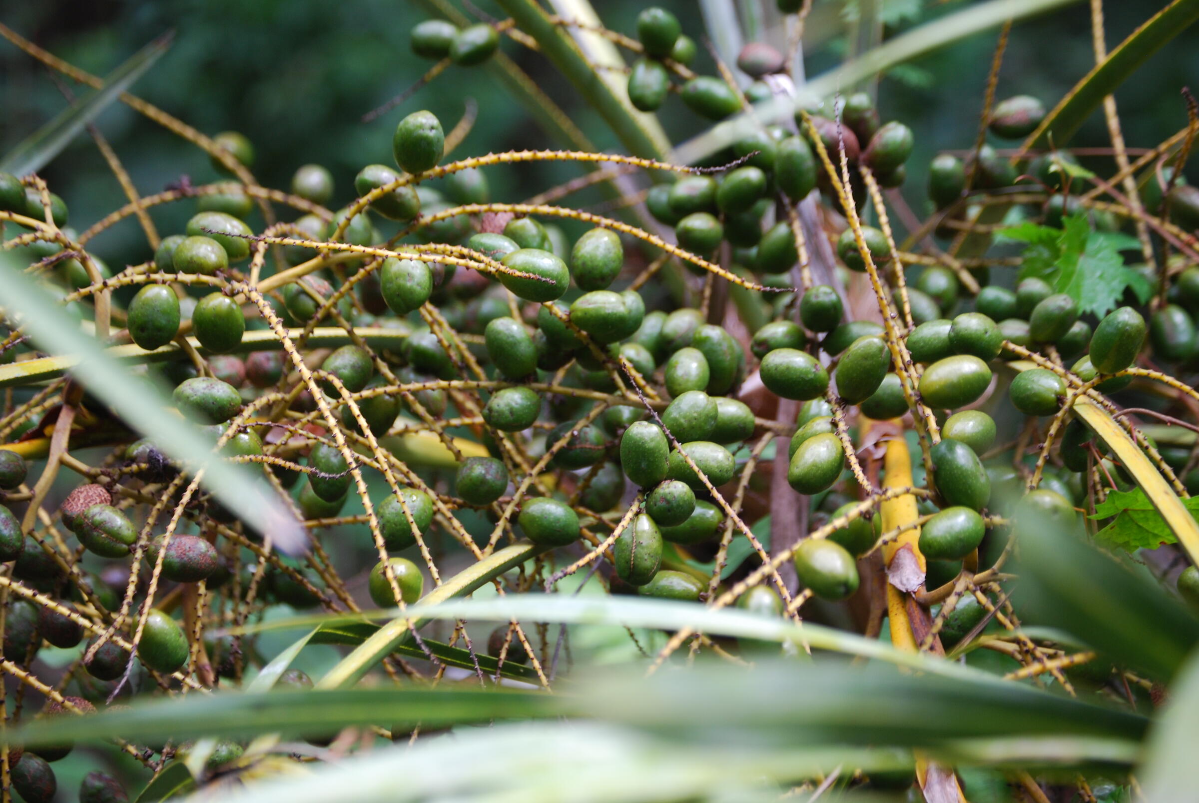 Saw Palmetto berries