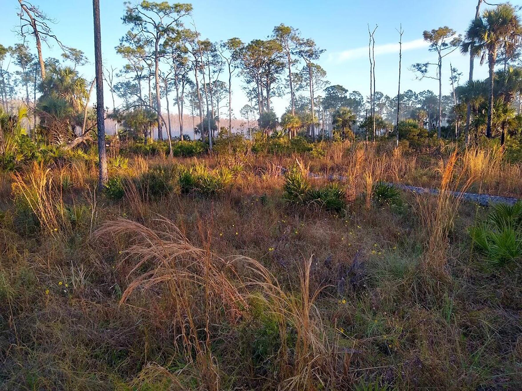 A Florida landscape.
