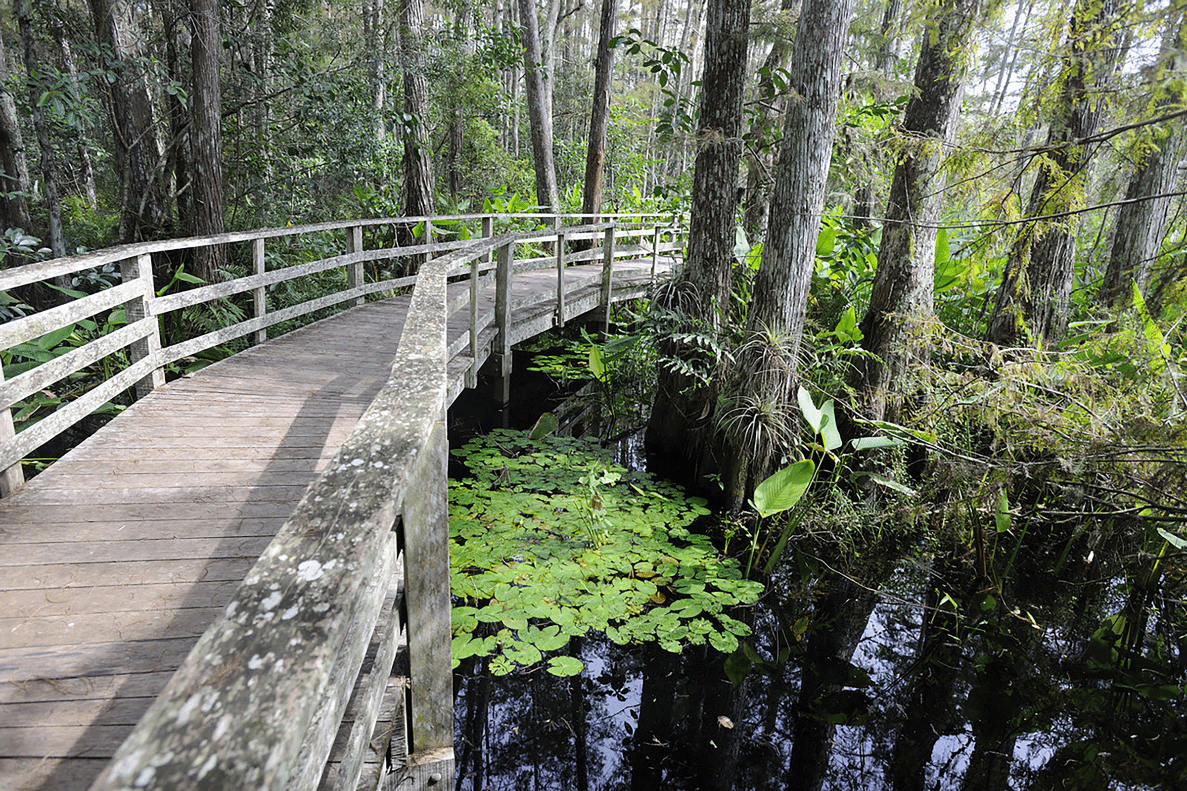 Support The Sanctuary Audubon Corkscrew Swamp Sanctuary