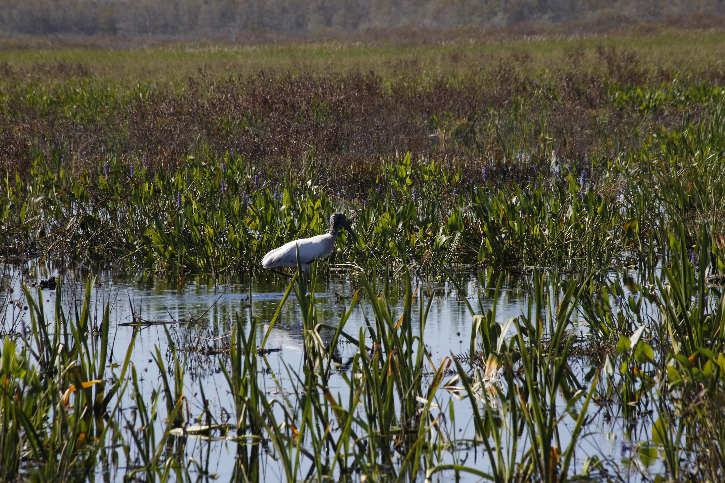 A wading bird in a restored wetland.