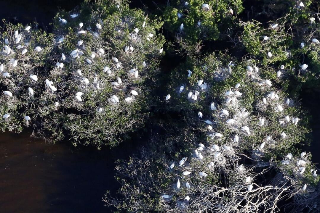 aerial view of white birds on nests