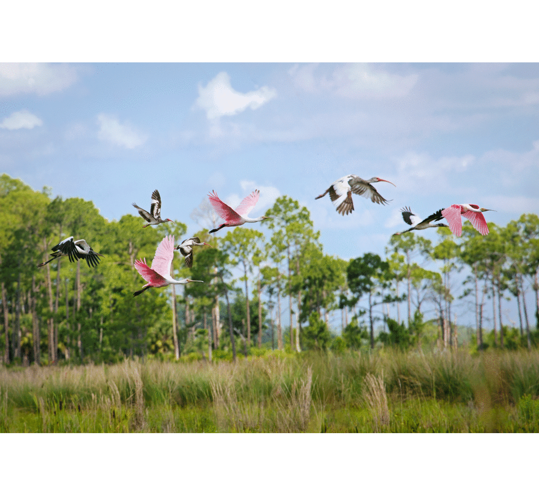 Birds flying over a wetland