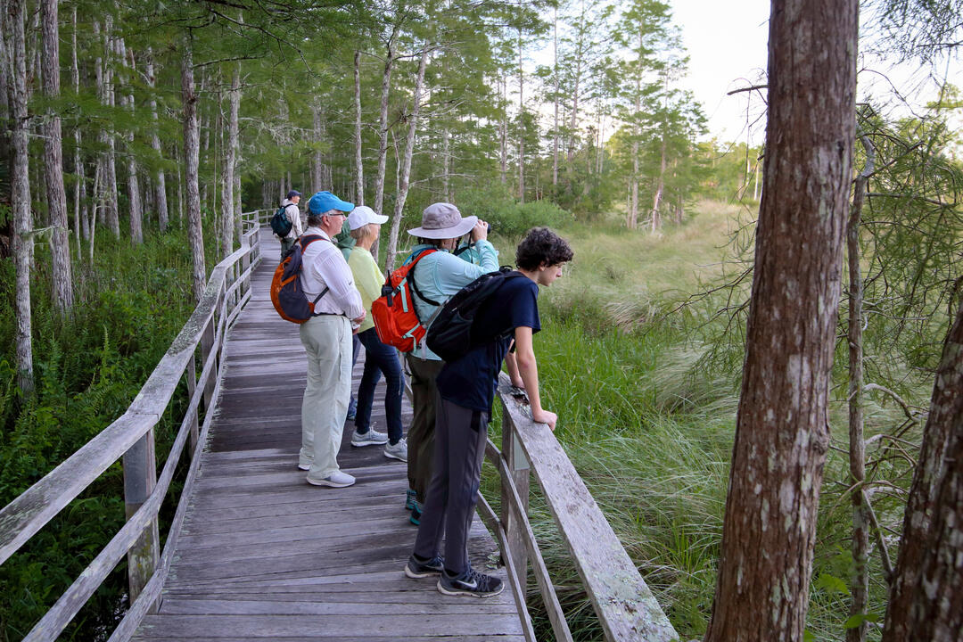 People stand on a boardwalk nature trail, looking over the railing at nature.
