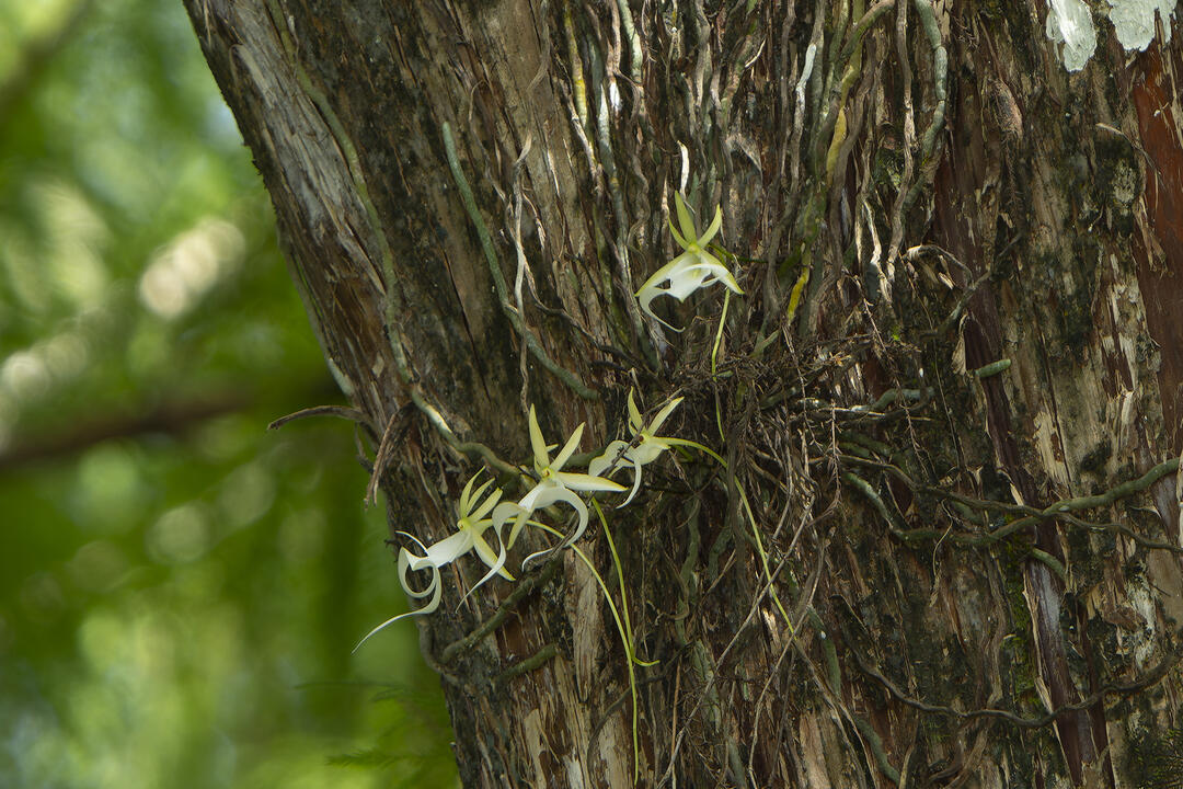 View of white blossoms on the side of a tree trunk