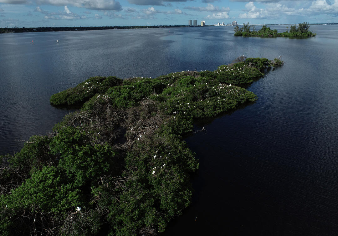 Aerial view of an island with white birds on it, buildings in the distance