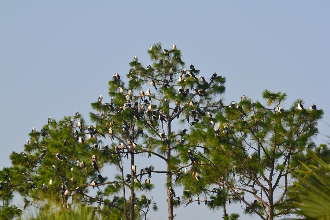 A flock of black and white birds in treeetops.