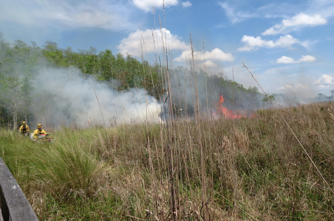 Prescribed Fire Conducted North Of The Exit Boardwalk | Audubon ...