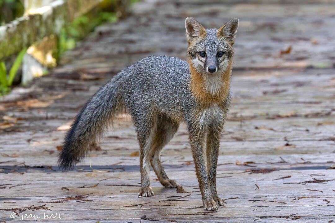 a gray fox on the boardwalk