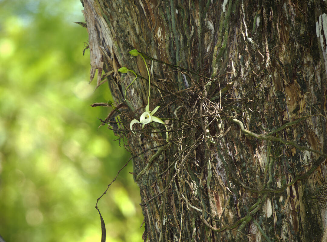 A ghost orchid blooming on the side of a tree
