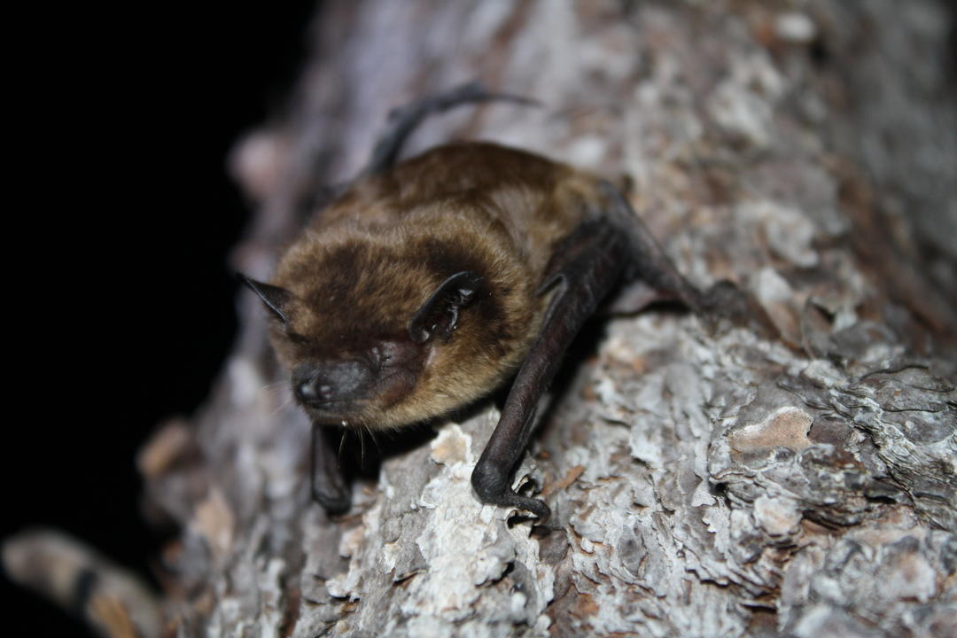 Evening Bat Audubon Corkscrew Swamp Sanctuary
