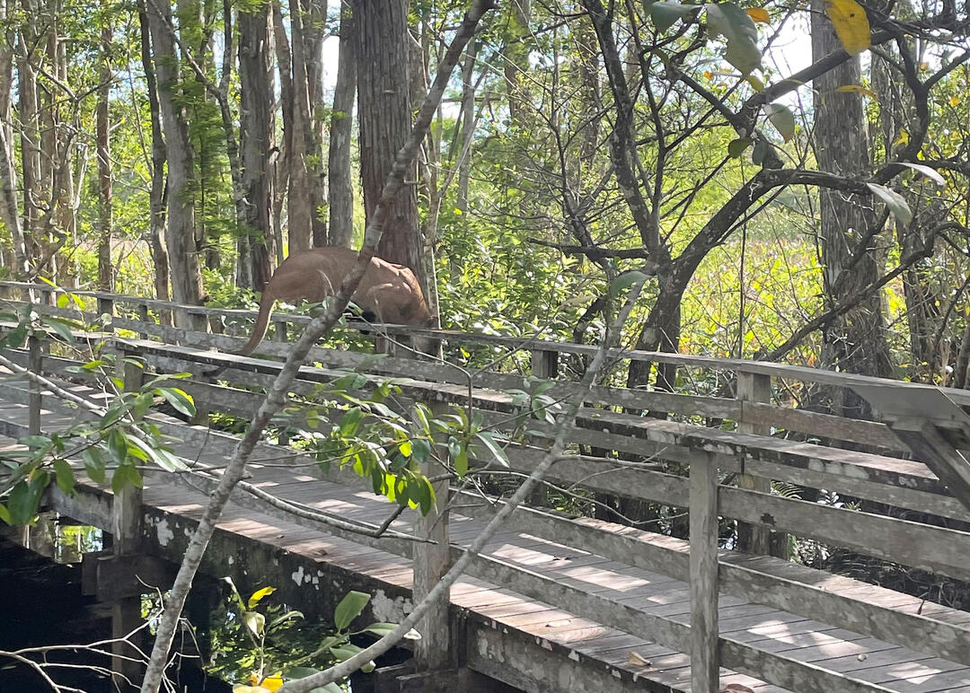 First-time Visitors to Corkscrew Swamp Sanctuary Experience Rare