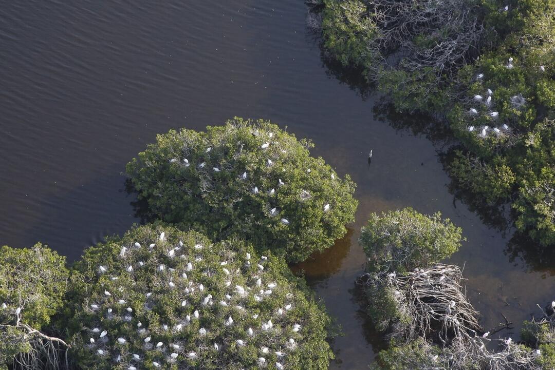 Aerial view of treetops with birds nesting.