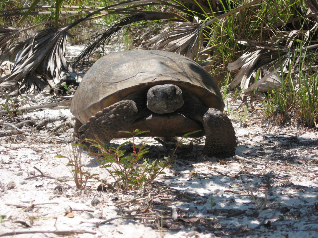 A gopher tortoise.