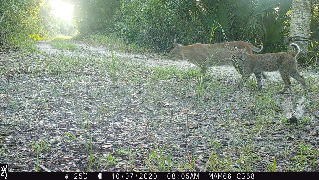 Photo of adult bobcat and kitten.