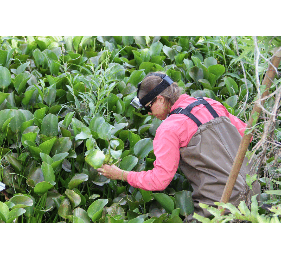 Water hyacinth research