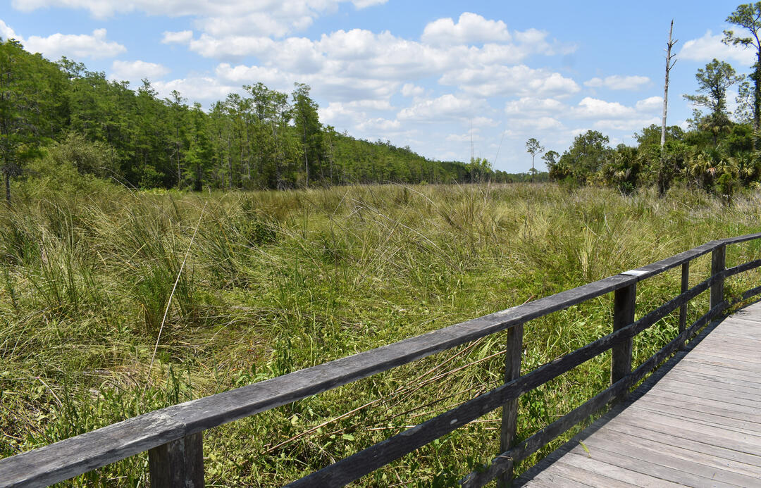 A view of grassland from a boardwalk.