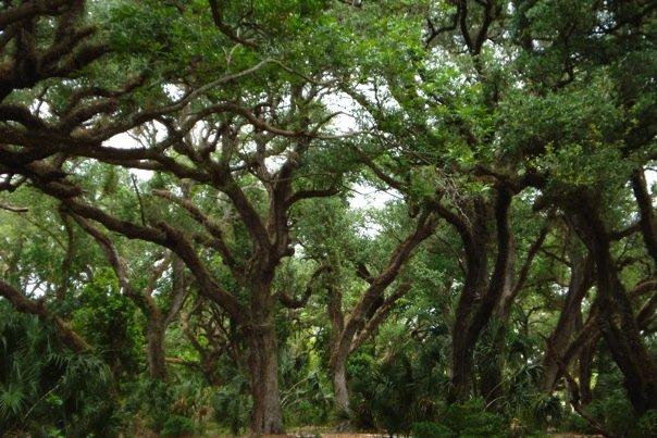 Oak Hammocks | Audubon Corkscrew Swamp Sanctuary